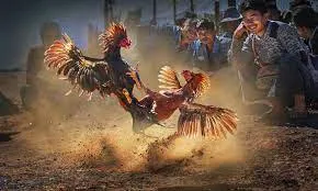 đá gà quốc tế qh88